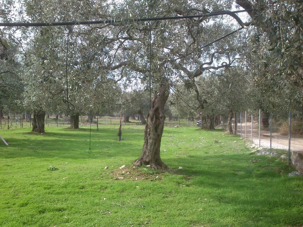 Elea Stone Houses In Organic Quiet Olive Grove, Prinos, Thassos Eksteriør billede
